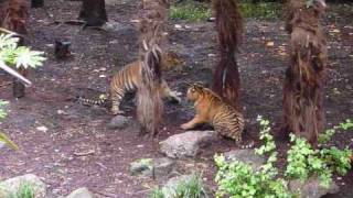 Fighting Tiger Cubs at Melbourne Zoo [upl. by Yelroc]