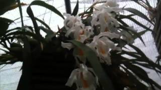 OrchidWeb  Coelogyne cristata [upl. by Aldos]