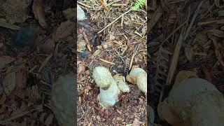 A cluster of Stinkhorn fungi [upl. by Okika]