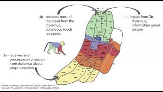 Somatosensory cortex organization and function [upl. by Hoppe]