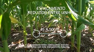 Espaçamento reduzido em milho [upl. by Kamin]