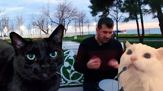 Ievan Polkka Official Video HD  Cat Cover  CATe [upl. by Rubia]