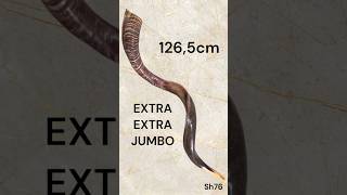 Toque de shofar de 1265cm sh76 shofar shorts short music song youtube shortvideo travel [upl. by Kirschner]