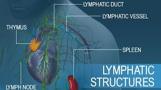 Anatomy and Physiology of Lymphatic System [upl. by Nodlew807]