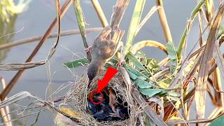 Natures Nurturing Wild Bird Shares Grasshopper with Nest Babies [upl. by Anivram]