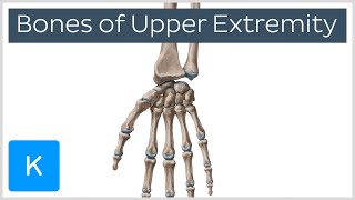 Overview of Upper Extremity Bones  Human Anatomy  Kenhub [upl. by Argella]