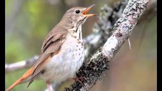 Thrush song shares harmonies of human music [upl. by Thad767]