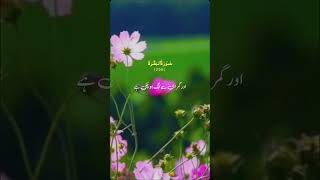 Surah Baqarah duet unfrezzmyaccoun islamicscripture unfrezmyaccount quotes youtubeshorts [upl. by Schafer191]