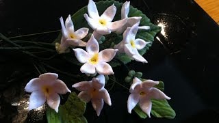 How to Make a Gum Paste Stephanotis [upl. by Allenrac257]