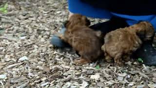 Shih Poo Puppies For Sale [upl. by Yras]