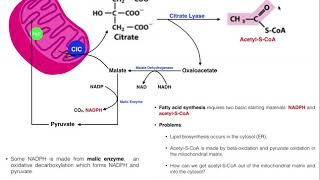 Lipid Biosynthesis  Fatty Acid Biosynthesis 1 Generate Cytosolic AcetylCoA [upl. by Kirk377]