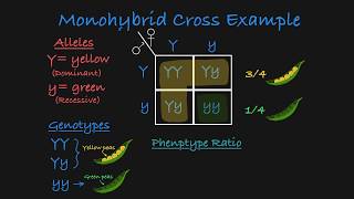 Monohybrid Cross Explained [upl. by Eidahs301]