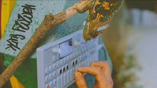 Op1 teenageengineering hiphop beatmaking and a chameleon calyptratus [upl. by Etsirk]