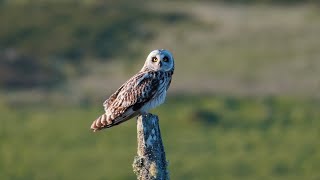 Shorteared owl Asio flammeus on post [upl. by Llenod738]