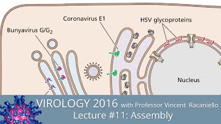 Virology Lectures 2016 11 Assembly [upl. by Yleik513]