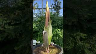 Titan Arum Amorphophallus titanum  endemic flower from Sumatra Island Indonesia [upl. by Acima]