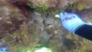 Abalone Diving Tasmania  Primrose Sands [upl. by Irrabaj207]