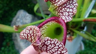 Sarracenia Leucophylla red [upl. by Aniratak]