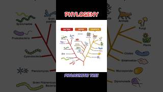 PHYLOGENY phylogenyphylogenetictree phylogenetictree  WHAT IS PHYLOGENY shortsviraltrending [upl. by Penny]