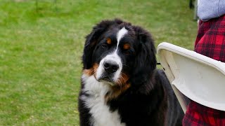 Are Bernese Mountain Dogs good with babies [upl. by Amleht]