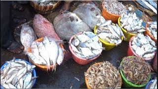 FISHING HARBOUR Of Visakhapatnam Vizag Andhra Pradesh India Part 3  Fish Videos Of India [upl. by Travax]