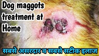 💊💉 How to treat dog wounds with maggots at home  most effective treatment for maggots  maggots [upl. by Verada]