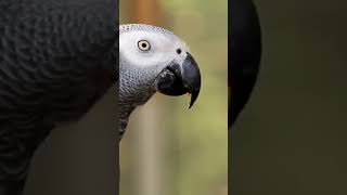 Facts About Parrots🦜 Kids Love These Talking Birdsparrots parrotloversfunfacts viral trending [upl. by Dulcinea]