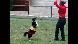 Perro bailando salsa  Dog dancing salsa [upl. by Rodney327]