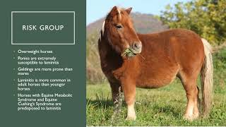 Laminitis in Horses [upl. by Colline]