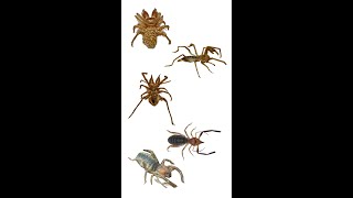 Different Family Names Of Solifugae  Known As Camel Spiders  Solifuges [upl. by Baxy]