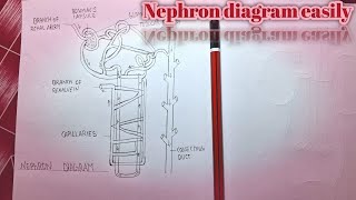 Nephron diagram bnaye very easy trik [upl. by Drofxer]