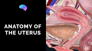 Anatomy of the Uterus  Ovaries  3D Anatomy Tutorial  UKMLA  CPSA [upl. by Arahsat]