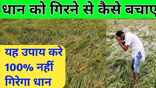 धान को गिरने से कैसे बचाए  Dhan ko girne se kaise roke  Dhan gir jaye to kya kare। Dhan ki kheti [upl. by Relyk543]