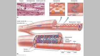 Cardio Part 3 Cardiomyocytes [upl. by Etteniotna]