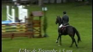 LARC DE TRIOMPHE STALLION BY LANDOR S  PILOT [upl. by Bauer]