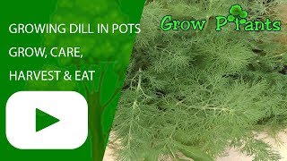 Growing Dill in pots  grow care harvest amp eat [upl. by Raimund]