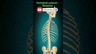 Vertebral column  Rotation anatomy shorts medical viralshorts viralshort [upl. by Hgielsel]