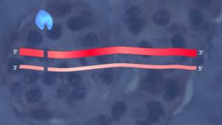 RNA Interference HD Animation [upl. by Enitsyrk]