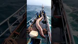 GIANT sea creature captured by fishermen🌊🐟⛴️ [upl. by Drof]