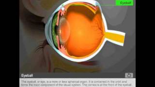 Anatomy of the eye by Quantel Medical [upl. by Ofelia892]