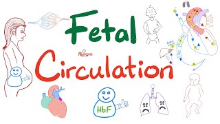 Fetal Circulation  Explained Clearly  Placenta Umbilical Vessels Ductus Arteriosus Venosus [upl. by Keldon]