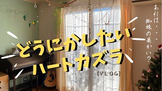 ハートカズラのインテリアグリーン＋ちょっとひと休み 植物vlog [upl. by Trocki74]