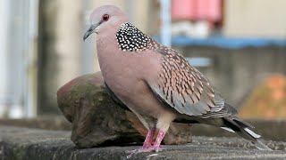 Bird Calls Calls of a Spotted Dove [upl. by Ryder541]