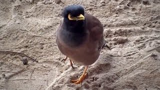 Mynah bird chirping Thailand [upl. by Saiasi]