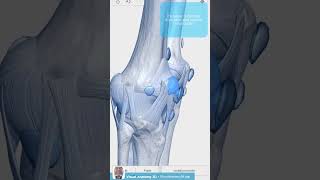 Visual Anatomy 3D  Patella [upl. by Ybor]