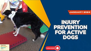 Preventing common orthopedic injuries in your dog Online course coming jan 2024 [upl. by Fortin]