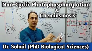 Non Cyclic Photophosphorylation  Chemiosmosis  Bioenergetics  11th Biology  MDCAT Biology [upl. by Yurik]