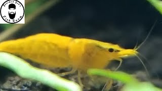 Yellow Neo Shrimp Moving Culls to a Different Tank [upl. by Craggie]