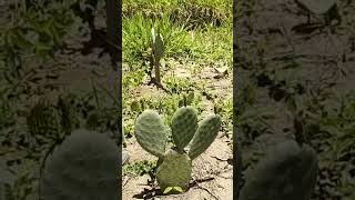 Sabedoria 🦉 Ancestral plantas chapadadiamantina bahiarural [upl. by Nigle896]