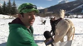 Le ski joëring un sport alliant ski et équitation [upl. by Enairb]